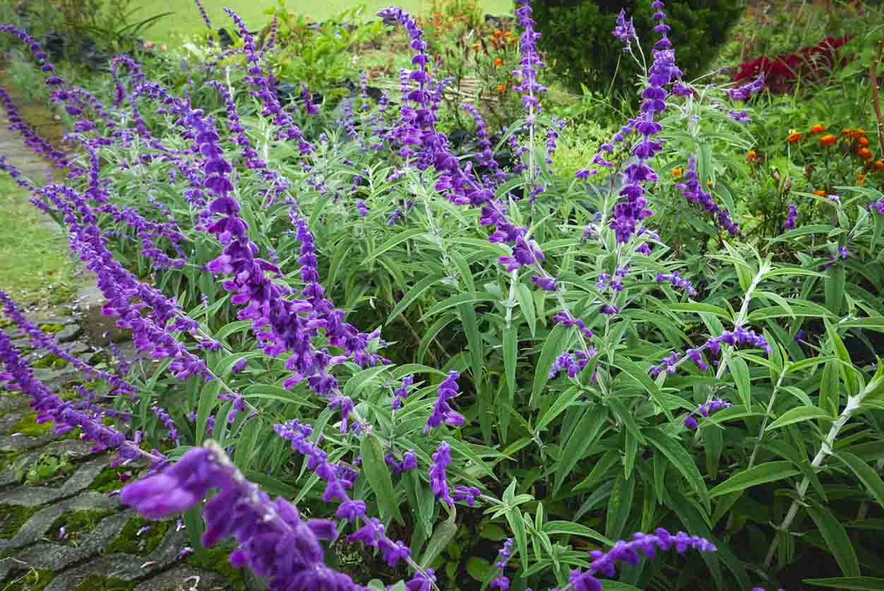 La Salvia leucantha ou sauge du Mexique