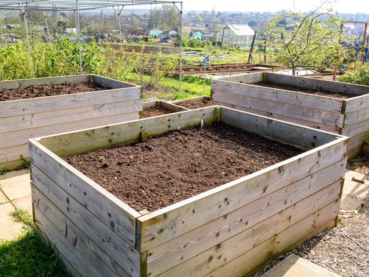 vegetable garden