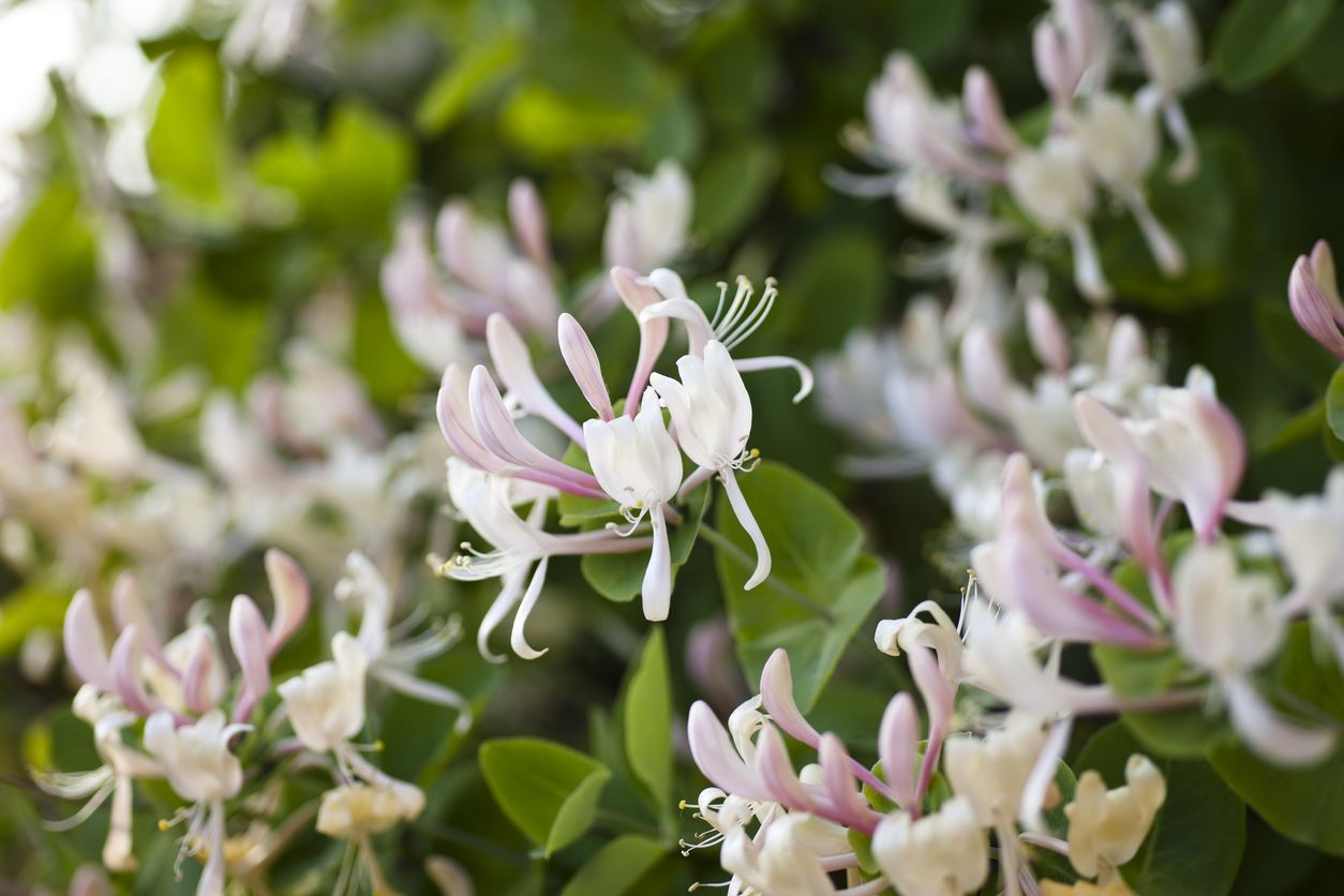 lonicera-fragantissima-terre-de-provence-mougins-jardin