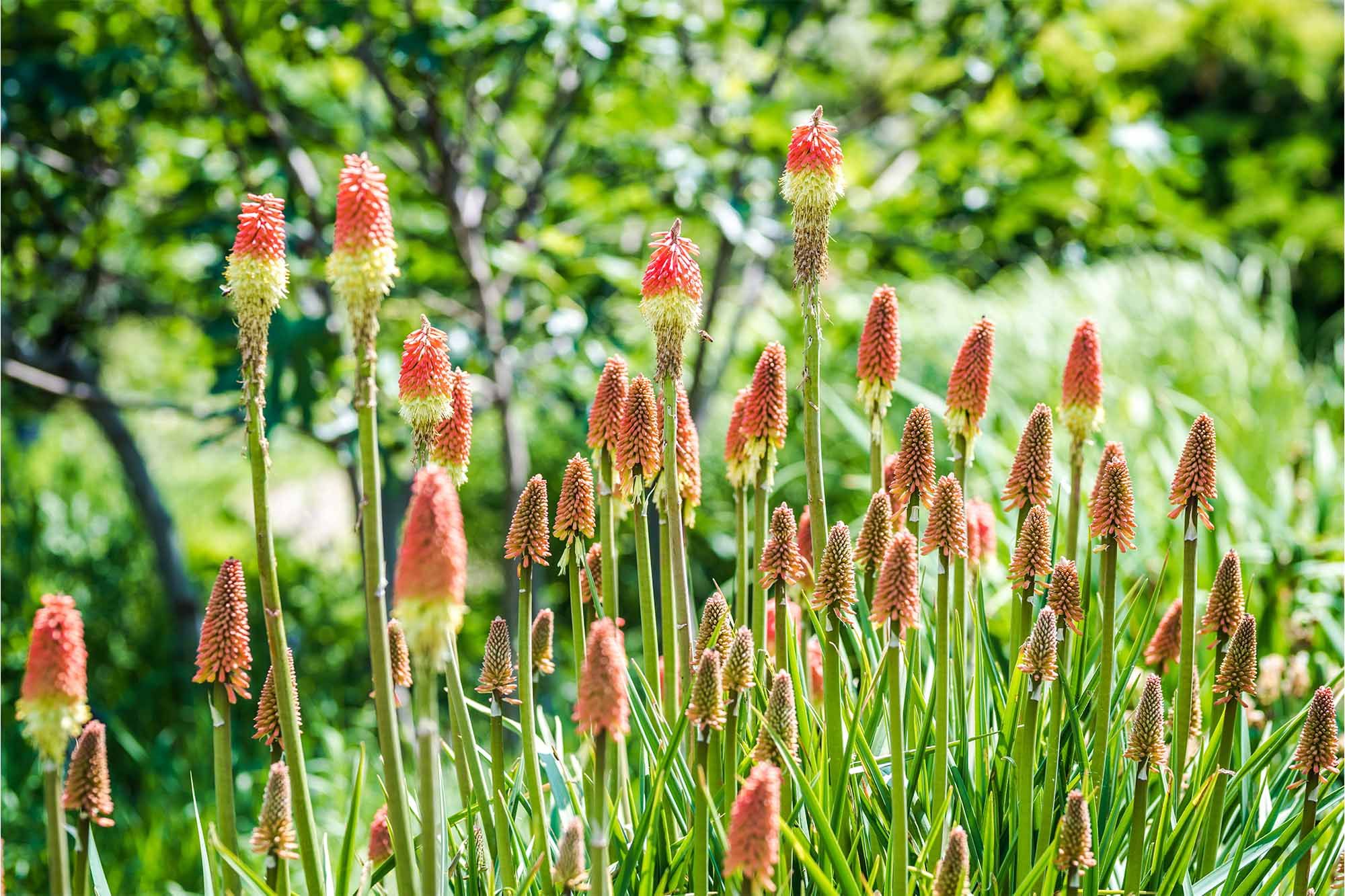 Kniphofia