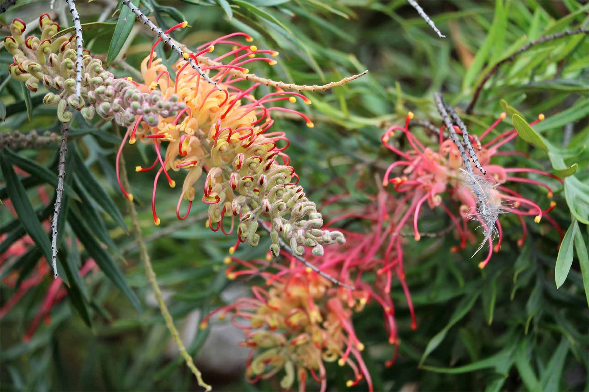 Grevillea juniperina