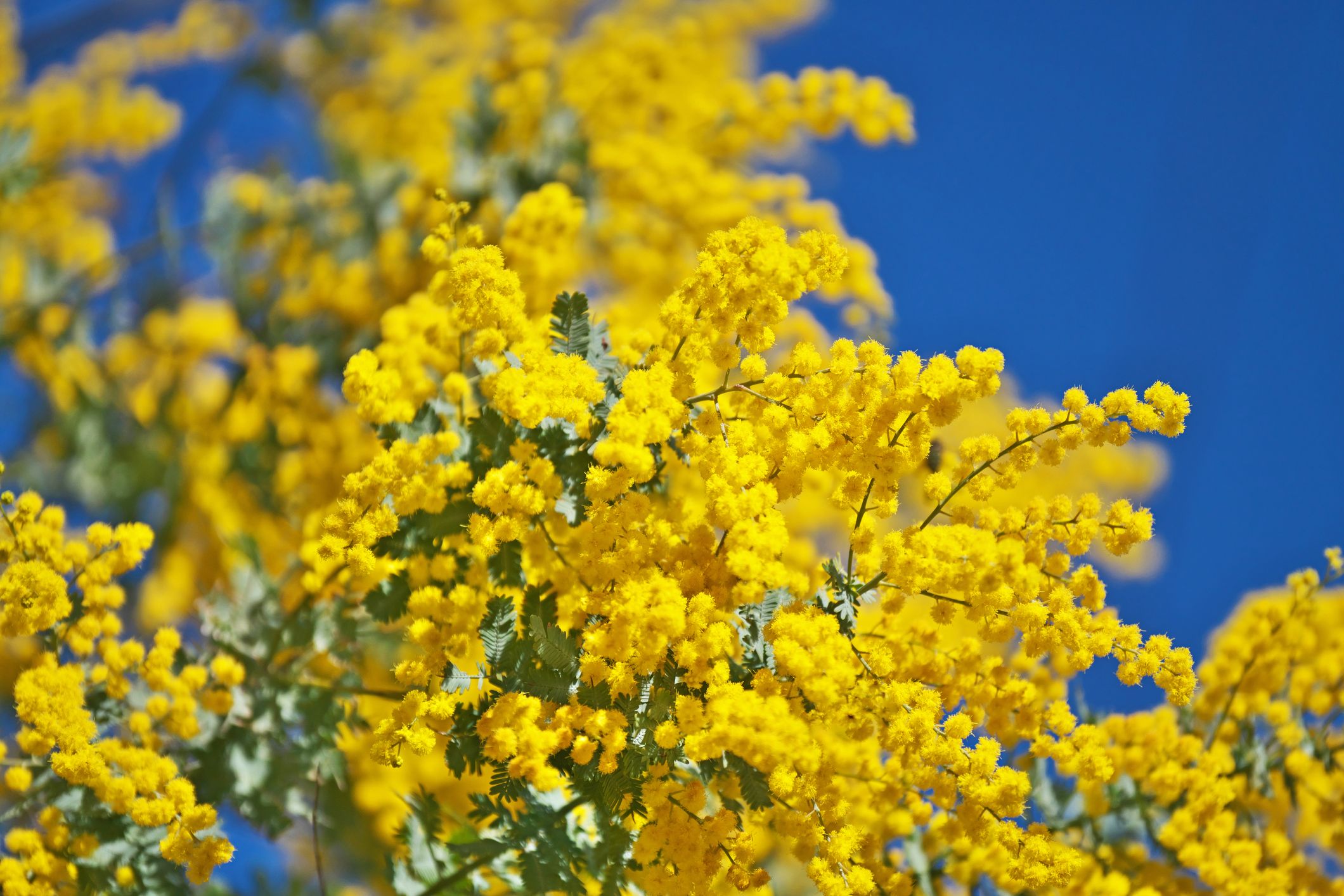 taille de conifer conseil du mois de février terre de provence