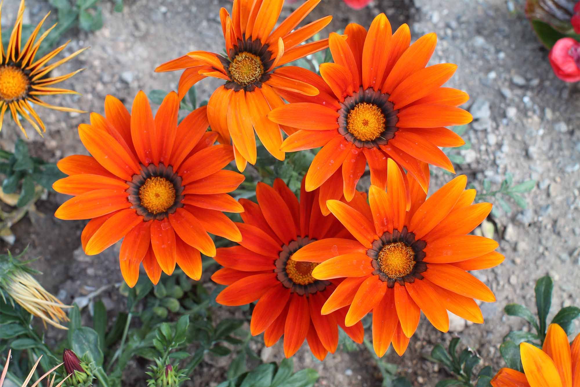 Gazanias