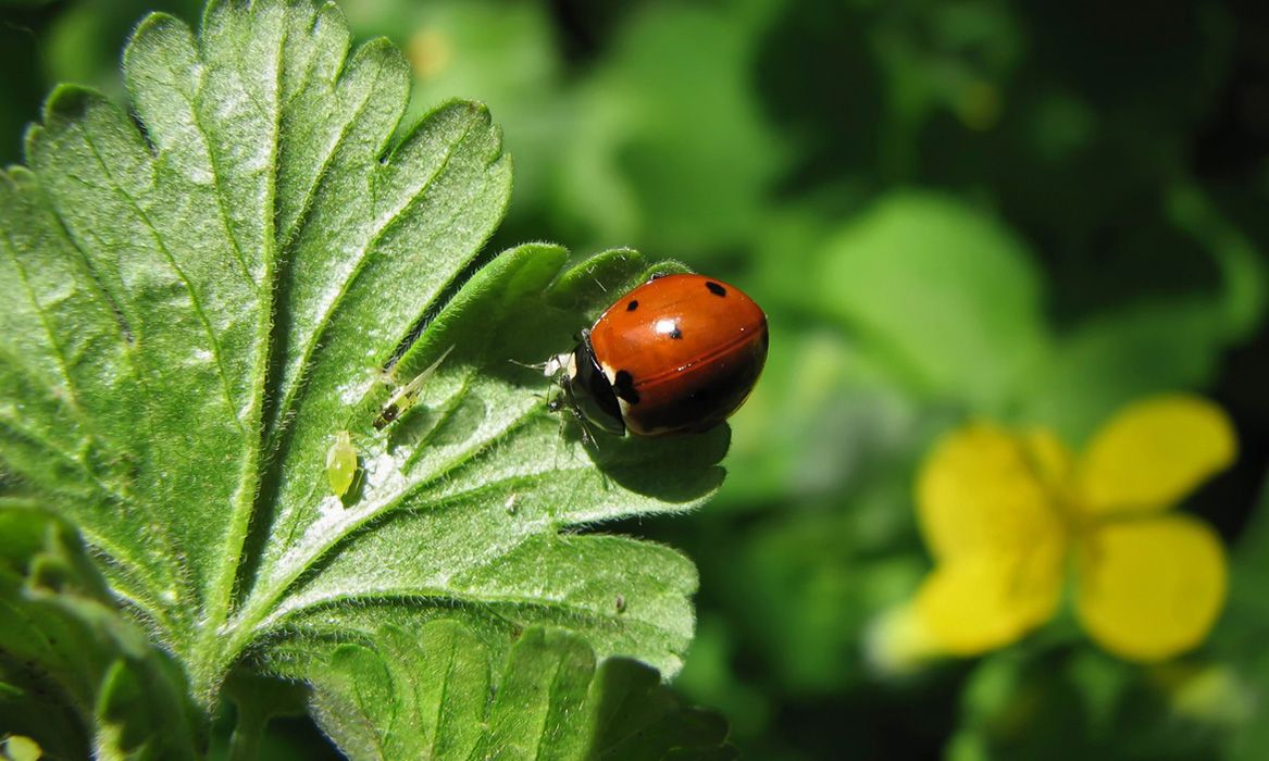 jardins-secs-coccinelle-terre-de-provence