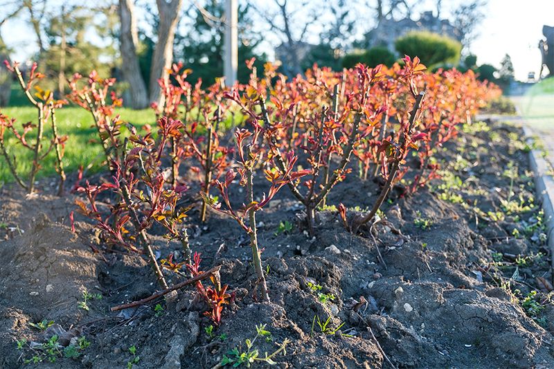 la taille des rosiers - jardins terre de provence