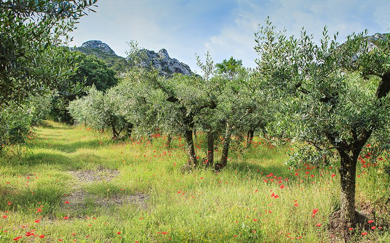 conseil du mois de mars terre de provence jardin