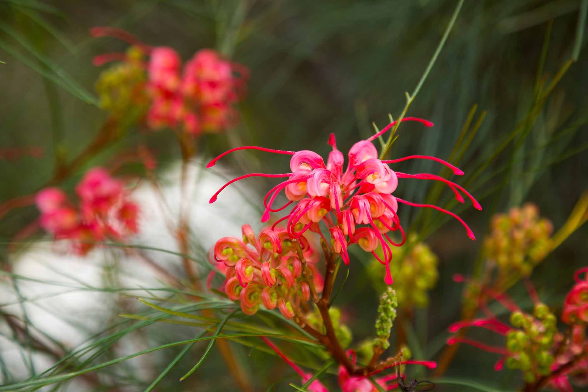 Grevillea johnsonii