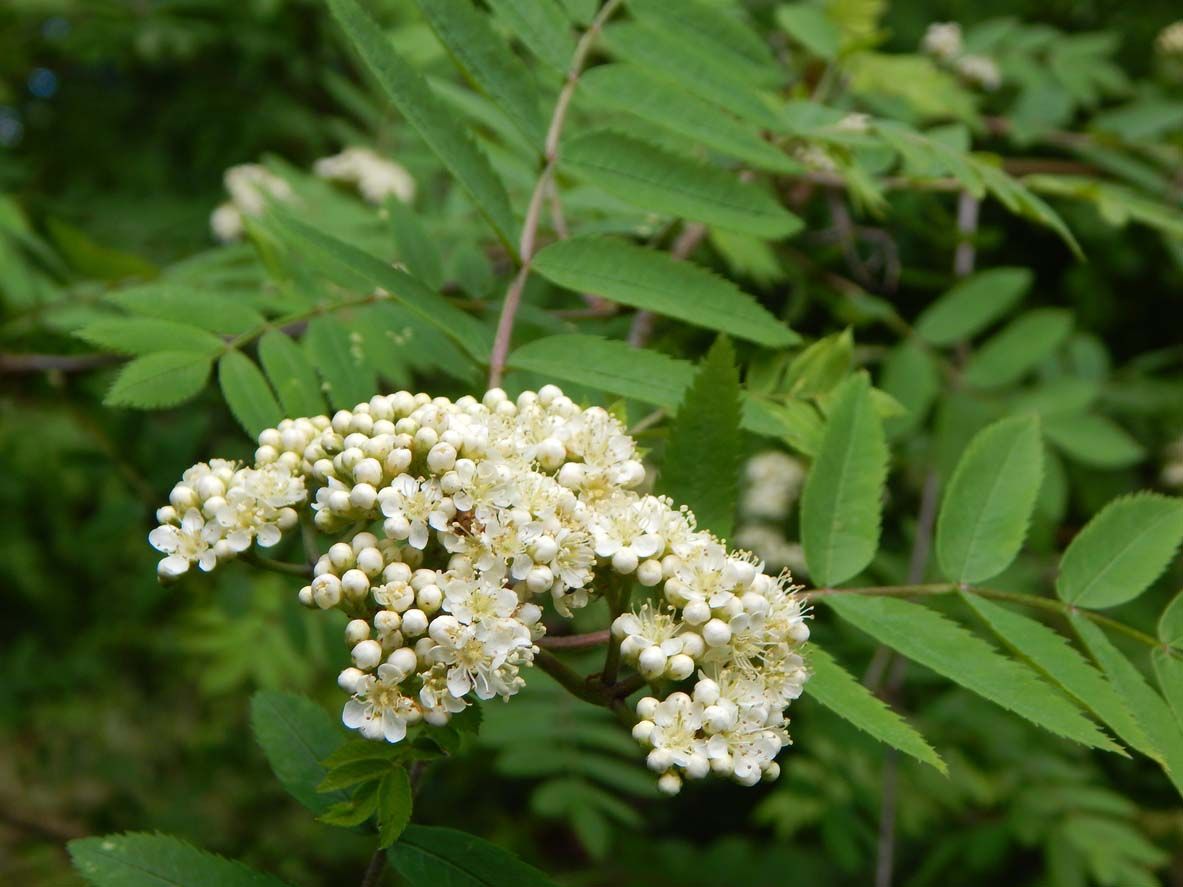 L’Osmanthus fragans ou Osmenthe parfumée