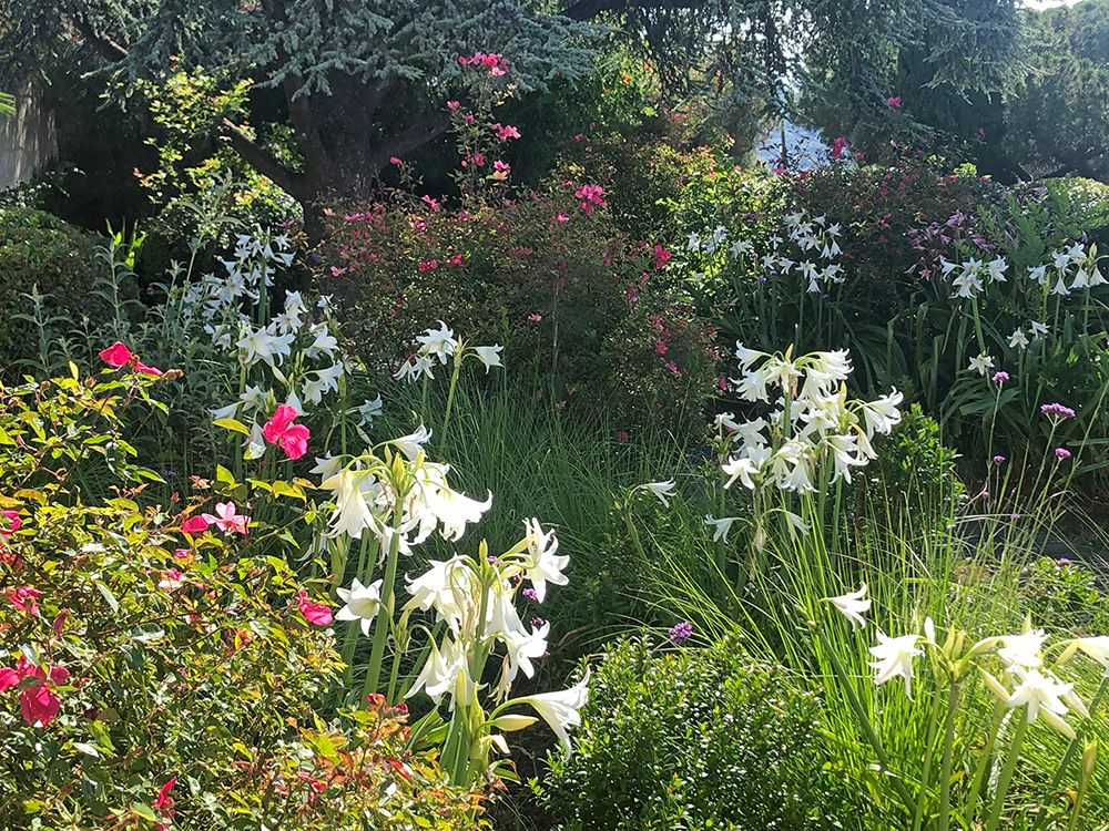 jardin sec par Terre de Provence