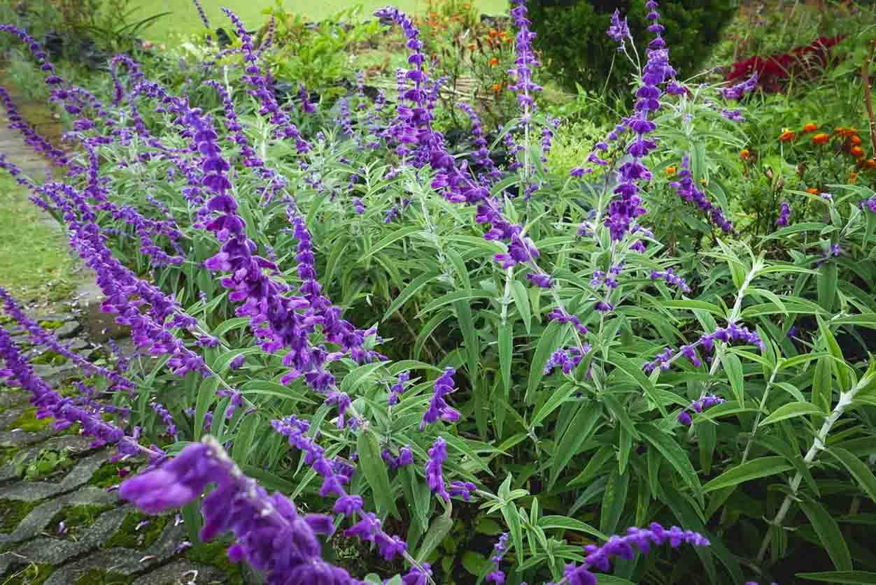 La Salvia leucantha ou sauge du Mexique