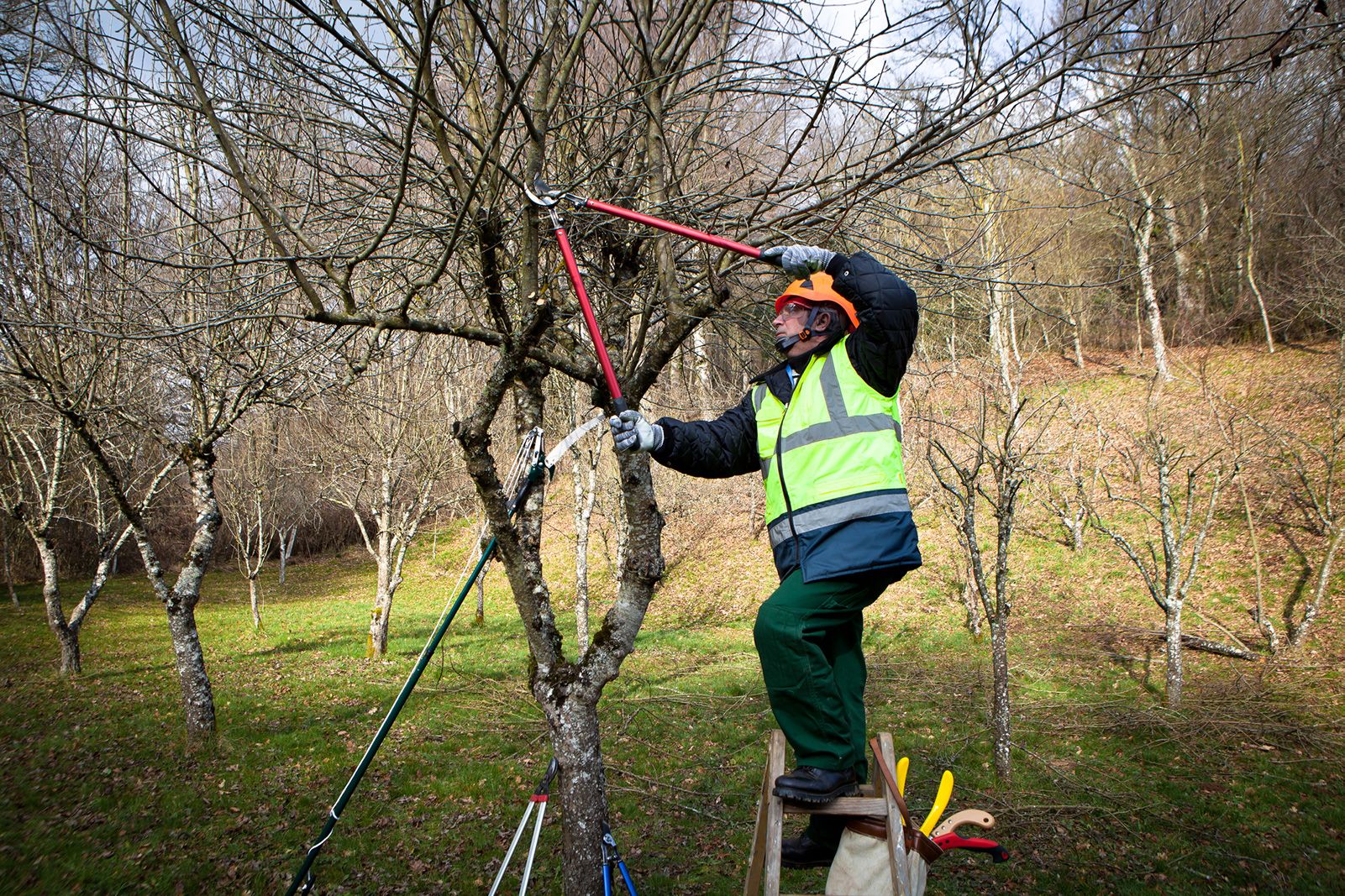 taille d'arbuste conseil du mois de décembre terre de provence