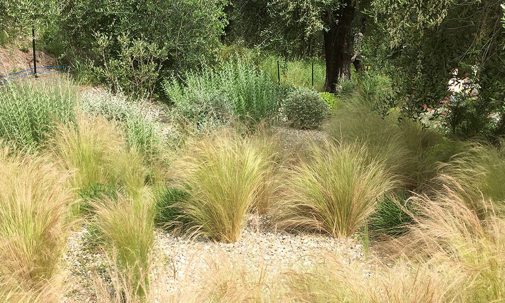 graminees-jardin-sec-terre-de-provence